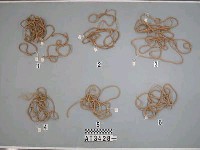 藏品(苧麻繩)的圖片